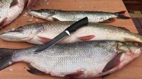 Обзор рыбацкого ножа Осетр на разделке рыбы. Ножевая Мастерская Династия Knife
