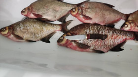 Нож Соболь К340 при разделке рыбы